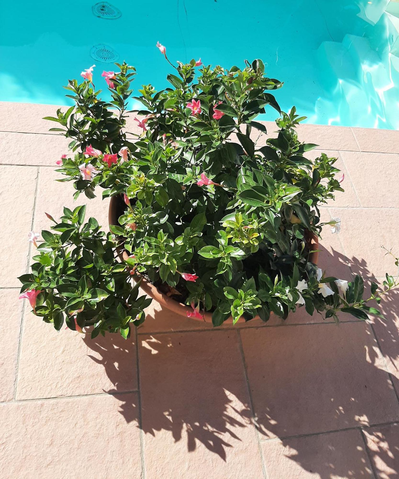 Ferienwohnung Borgo Dei Cadolingi Gambassi Terme Exterior foto